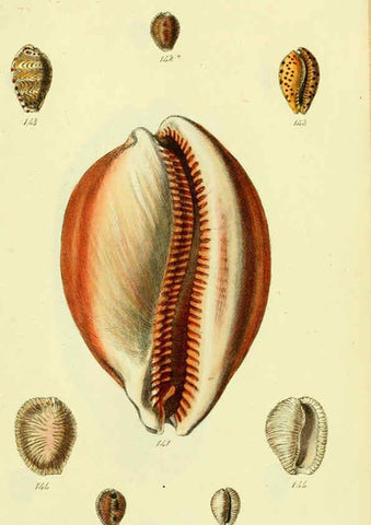 Reproducción/Reproduction 5977977183: The conchological illustrations or, Coloured figures of all the hitherto unfigured recent shells London :[s.n.] ;1832