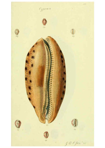 Reproducción/Reproduction 5978536044: The conchological illustrations or, Coloured figures of all the hitherto unfigured recent shells London :[s.n.] ;1832