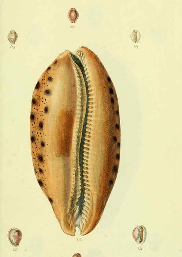 Reproducción/Reproduction 5978536044: The conchological illustrations or, Coloured figures of all the hitherto unfigured recent shells London :[s.n.] ;1832