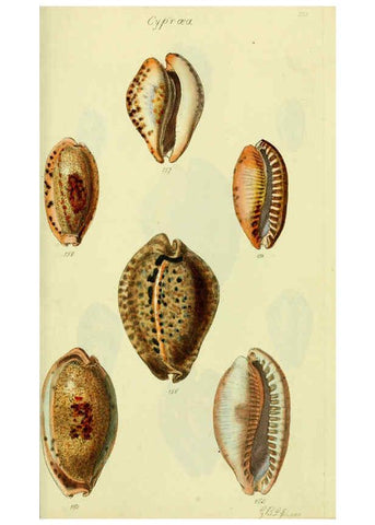 Reproducción/Reproduction 5977978093: The conchological illustrations or, Coloured figures of all the hitherto unfigured recent shells London :[s.n.] ;1832