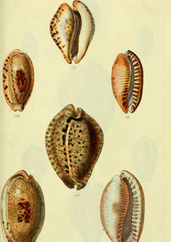 Reproducción/Reproduction 5977978093: The conchological illustrations or, Coloured figures of all the hitherto unfigured recent shells London :[s.n.] ;1832