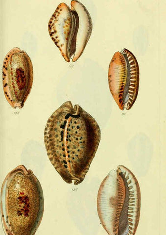 Reproducción/Reproduction 5977978093: The conchological illustrations or, Coloured figures of all the hitherto unfigured recent shells London :[s.n.] ;1832