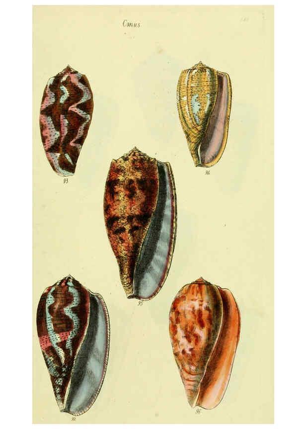 Reproducción/Reproduction 5977986945: The conchological illustrations or, Coloured figures of all the hitherto unfigured recent shells London :[s.n.] ;1832
