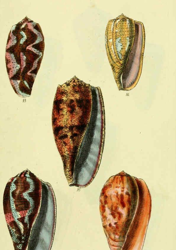 Reproducción/Reproduction 5977986945: The conchological illustrations or, Coloured figures of all the hitherto unfigured recent shells London :[s.n.] ;1832