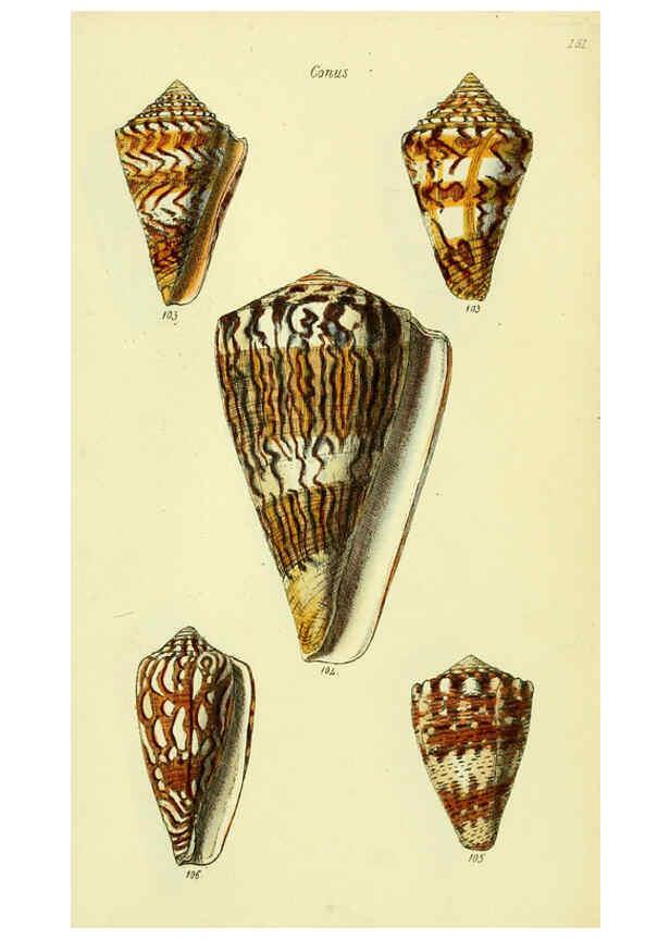 Reproducción/Reproduction 5977987735: The conchological illustrations or, Coloured figures of all the hitherto unfigured recent shells London :[s.n.] ;1832