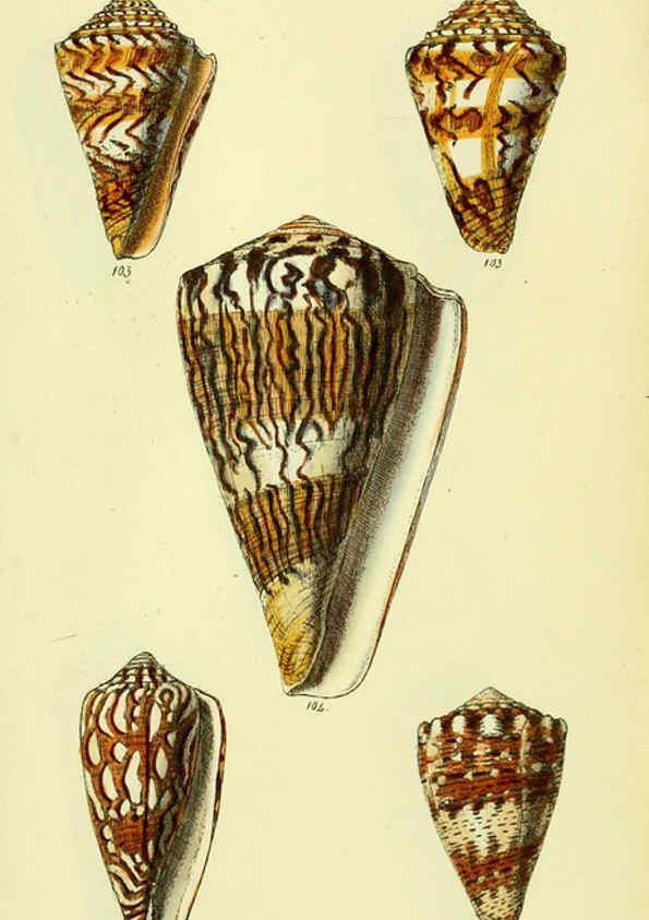 Reproducción/Reproduction 5977987735: The conchological illustrations or, Coloured figures of all the hitherto unfigured recent shells London :[s.n.] ;1832