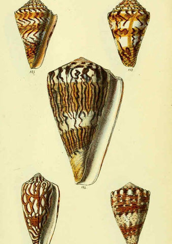 Reproducción/Reproduction 5977987735: The conchological illustrations or, Coloured figures of all the hitherto unfigured recent shells London :[s.n.] ;1832