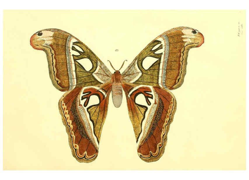 Reproducción/Reproduction 5980690457: Beiträge zur Schmetterlingskunde Elberfeld :[s.n.],1872