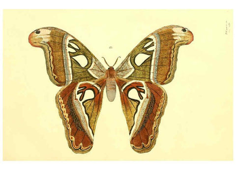 Reproducción/Reproduction 5980690457: Beiträge zur Schmetterlingskunde Elberfeld :[s.n.],1872