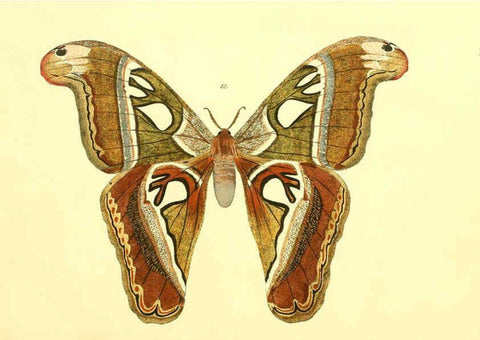 Reproducción/Reproduction 5980690457: Beiträge zur Schmetterlingskunde Elberfeld :[s.n.],1872