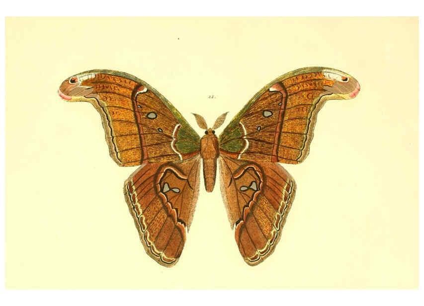 Reproducción/Reproduction 5980690597: Beiträge zur Schmetterlingskunde Elberfeld :[s.n.],1872