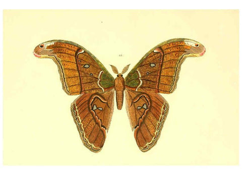 Reproducción/Reproduction 5980690597: Beiträge zur Schmetterlingskunde Elberfeld :[s.n.],1872