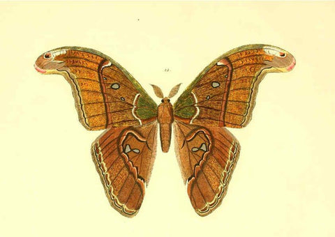 Reproducción/Reproduction 5980690597: Beiträge zur Schmetterlingskunde Elberfeld :[s.n.],1872