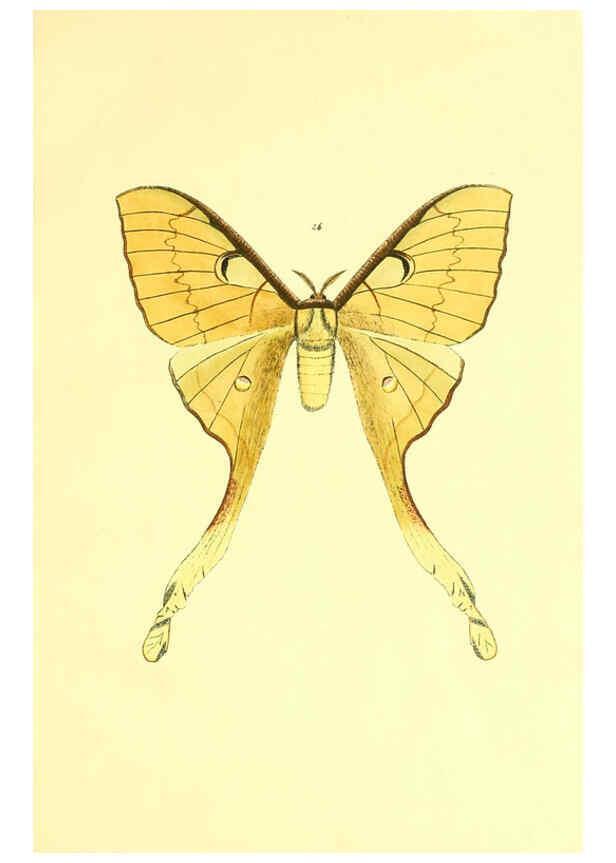 Reproducción/Reproduction 5980690909: Beiträge zur Schmetterlingskunde Elberfeld :[s.n.],1872