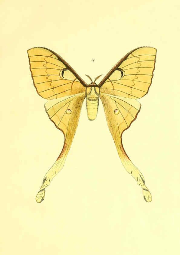 Reproducción/Reproduction 5980690909: Beiträge zur Schmetterlingskunde Elberfeld :[s.n.],1872