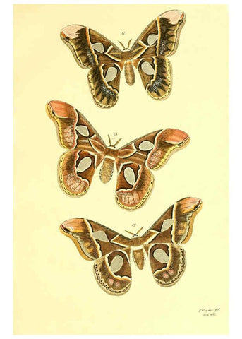 Reproducción/Reproduction 5981249532: Beiträge zur Schmetterlingskunde Elberfeld :[s.n.],1872