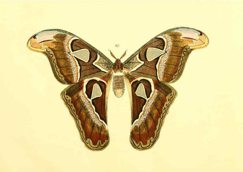 Reproducción/Reproduction 5981250440: Beiträge zur Schmetterlingskunde Elberfeld :[s.n.],1872