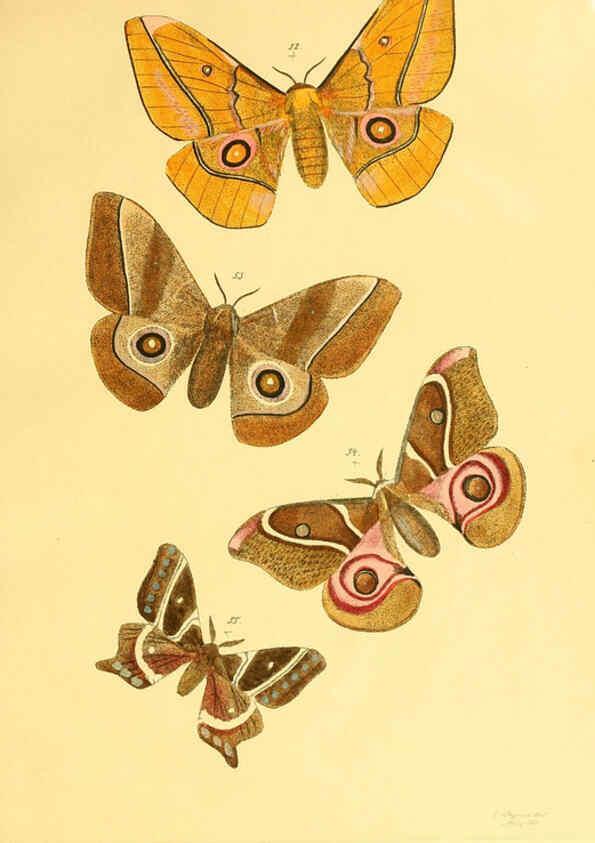 Reproducción/Reproduction 5981250714: Beiträge zur Schmetterlingskunde Elberfeld :[s.n.],1872