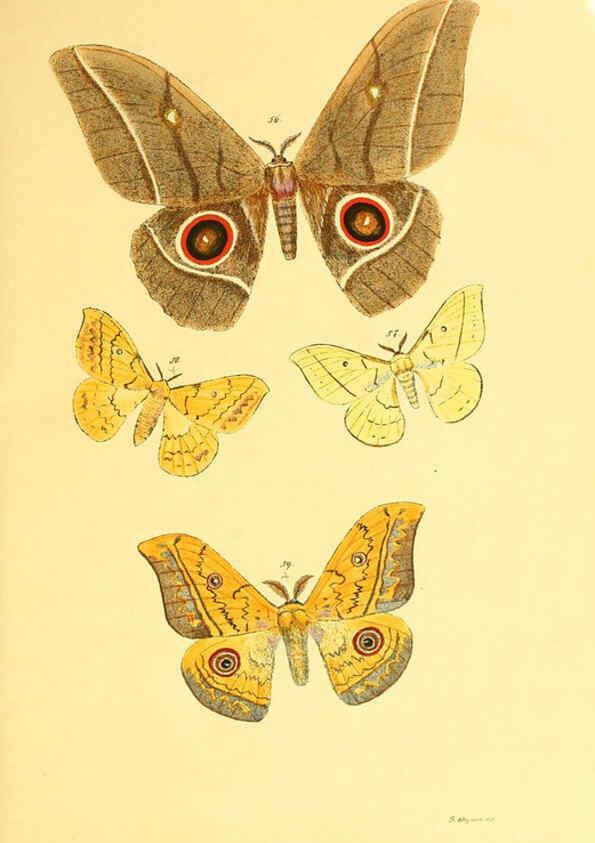 Reproducción/Reproduction 5980692559: Beiträge zur Schmetterlingskunde Elberfeld :[s.n.],1872