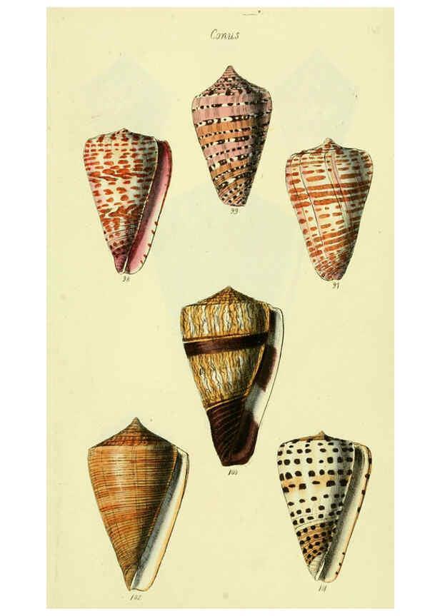 Reproducción/Reproduction 5978545710: The conchological illustrations or, Coloured figures of all the hitherto unfigured recent shells London :[s.n.] ;1832