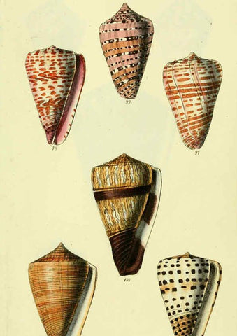 Reproducción/Reproduction 5978545710: The conchological illustrations or, Coloured figures of all the hitherto unfigured recent shells London :[s.n.] ;1832