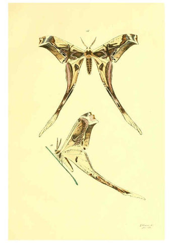 Reproducción/Reproduction 5981248138: Beiträge zur Schmetterlingskunde Elberfeld :[s.n.],1872