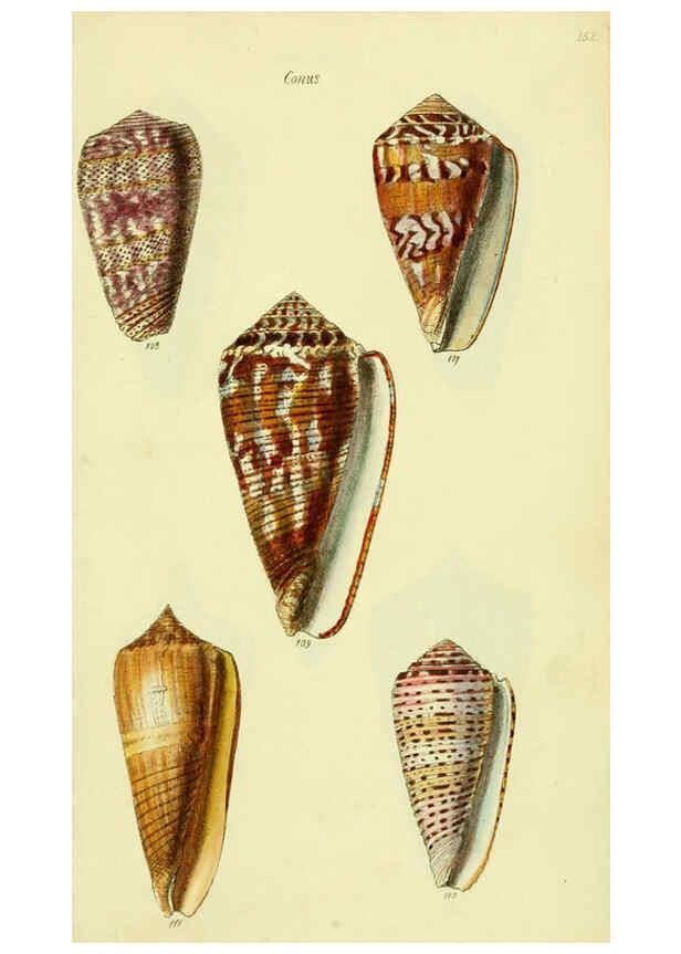 Reproducción/Reproduction 5978546348: The conchological illustrations or, Coloured figures of all the hitherto unfigured recent shells London :[s.n.] ;1832