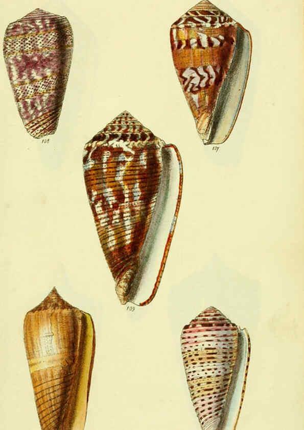 Reproducción/Reproduction 5978546348: The conchological illustrations or, Coloured figures of all the hitherto unfigured recent shells London :[s.n.] ;1832
