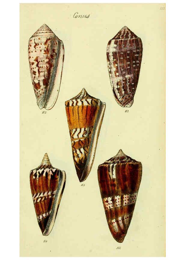 Reproducción/Reproduction 5977988535: The conchological illustrations or, Coloured figures of all the hitherto unfigured recent shells London :[s.n.] ;1832