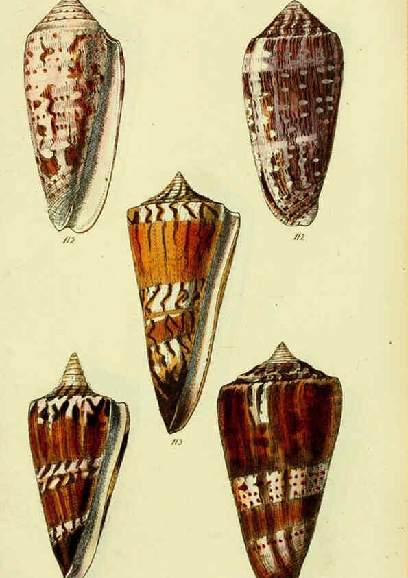 Reproducción/Reproduction 5977988535: The conchological illustrations or, Coloured figures of all the hitherto unfigured recent shells London :[s.n.] ;1832