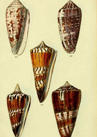 Reproducción/Reproduction 5977988535: The conchological illustrations or, Coloured figures of all the hitherto unfigured recent shells London :[s.n.] ;1832