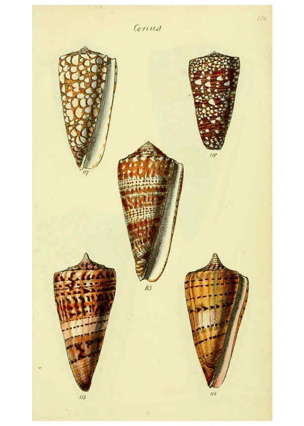Reproducción/Reproduction 5978547084: The conchological illustrations or, Coloured figures of all the hitherto unfigured recent shells London :[s.n.] ;1832