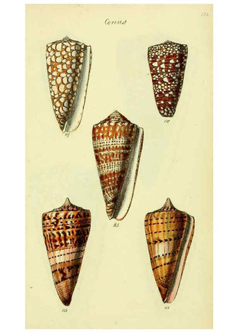 Reproducción/Reproduction 5978547084: The conchological illustrations or, Coloured figures of all the hitherto unfigured recent shells London :[s.n.] ;1832