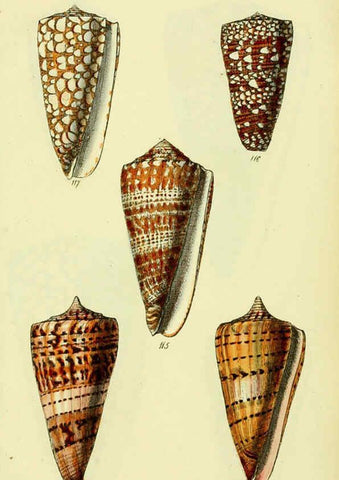 Reproducción/Reproduction 5978547084: The conchological illustrations or, Coloured figures of all the hitherto unfigured recent shells London :[s.n.] ;1832