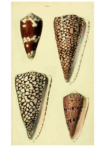 Reproducción/Reproduction 5978547484: The conchological illustrations or, Coloured figures of all the hitherto unfigured recent shells London :[s.n.] ;1832