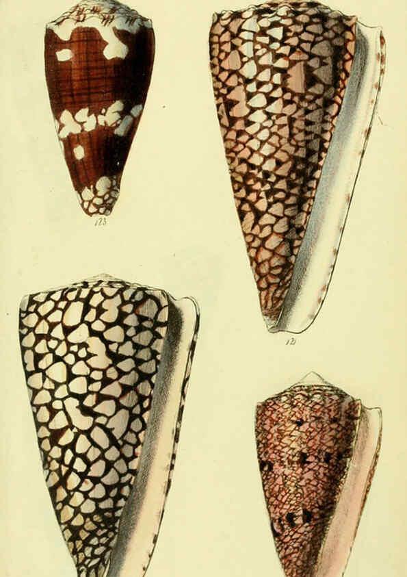 Reproducción/Reproduction 5978547484: The conchological illustrations or, Coloured figures of all the hitherto unfigured recent shells London :[s.n.] ;1832