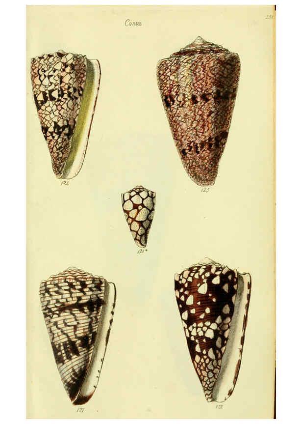 Reproducción/Reproduction 5978547738: The conchological illustrations or, Coloured figures of all the hitherto unfigured recent shells London :[s.n.] ;1832