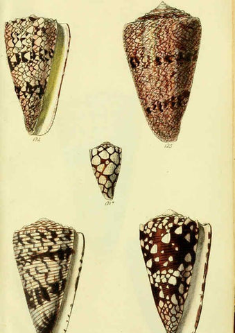 Reproducción/Reproduction 5978547738: The conchological illustrations or, Coloured figures of all the hitherto unfigured recent shells London :[s.n.] ;1832