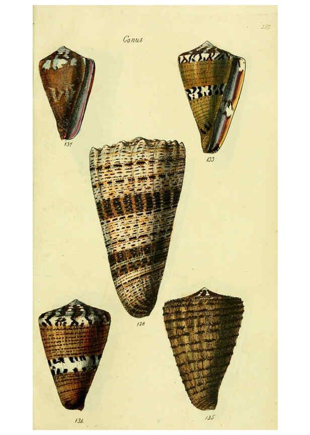 Reproducción/Reproduction 5977989857: The conchological illustrations or, Coloured figures of all the hitherto unfigured recent shells London :[s.n.] ;1832