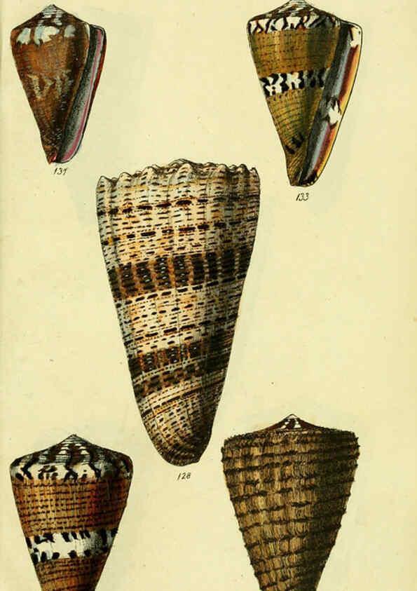 Reproducción/Reproduction 5977989857: The conchological illustrations or, Coloured figures of all the hitherto unfigured recent shells London :[s.n.] ;1832