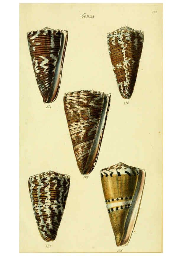 Reproducción/Reproduction 5977990103: The conchological illustrations or, Coloured figures of all the hitherto unfigured recent shells London :[s.n.] ;1832