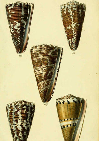 Reproducción/Reproduction 5977990103: The conchological illustrations or, Coloured figures of all the hitherto unfigured recent shells London :[s.n.] ;1832