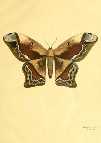 Reproducción/Reproduction 5981246812: Beiträge zur Schmetterlingskunde Elberfeld :[s.n.],1872