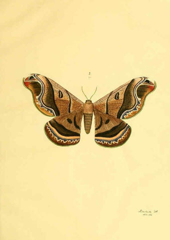Reproducción/Reproduction 5981247000: Beiträge zur Schmetterlingskunde Elberfeld :[s.n.],1872