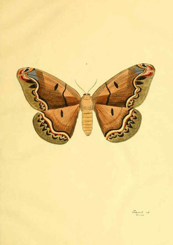 Reproducción/Reproduction 5981247112: Beiträge zur Schmetterlingskunde Elberfeld :[s.n.],1872