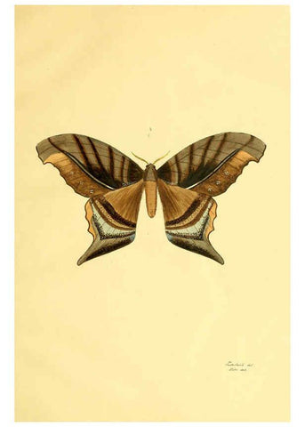 Reproducción/Reproduction 5980688907: Beiträge zur Schmetterlingskunde Elberfeld :[s.n.],1872