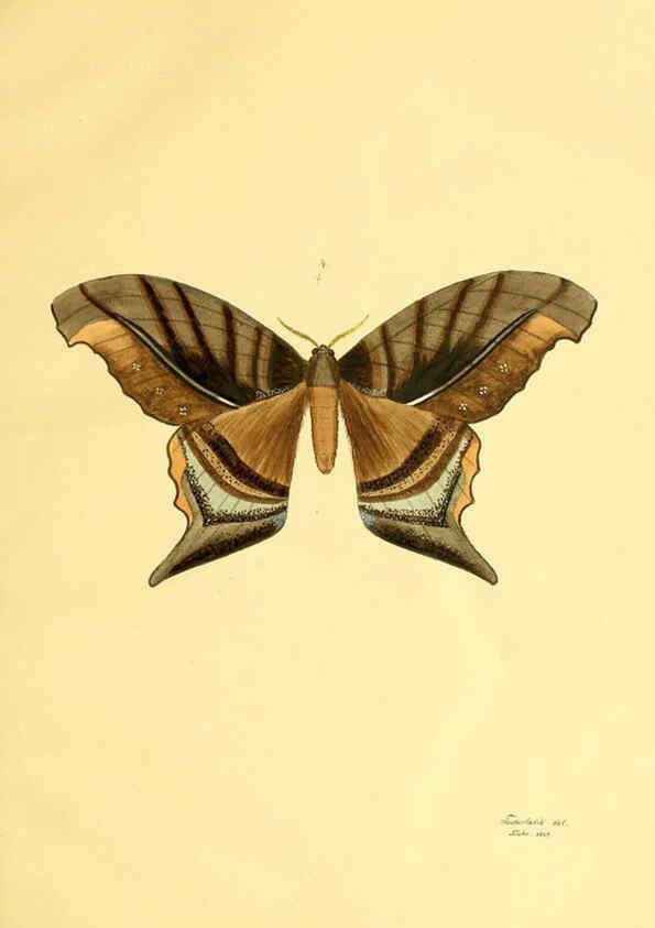 Reproducción/Reproduction 5980688907: Beiträge zur Schmetterlingskunde Elberfeld :[s.n.],1872