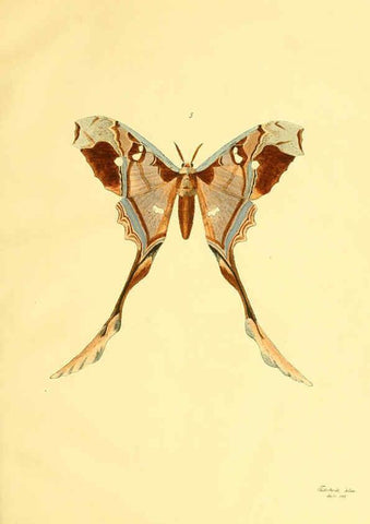 Reproducción/Reproduction 5980689031: Beiträge zur Schmetterlingskunde Elberfeld :[s.n.],1872