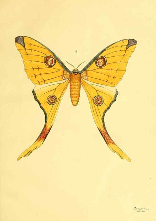 Reproducción/Reproduction 5980689245: Beiträge zur Schmetterlingskunde Elberfeld :[s.n.],1872