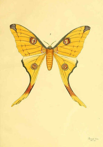 Reproducción/Reproduction 5980689245: Beiträge zur Schmetterlingskunde Elberfeld :[s.n.],1872